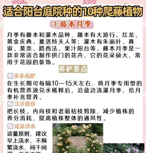 墙上玫瑰花藤树种植方法是什么？怎样使其攀爬？