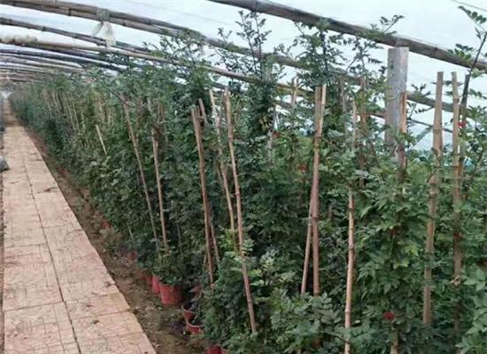 墙上玫瑰花藤树种植方法是什么？怎样使其攀爬？
