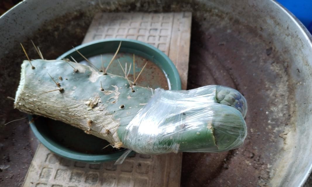 仙人球嫁接仙人掌的步骤和技巧是什么？