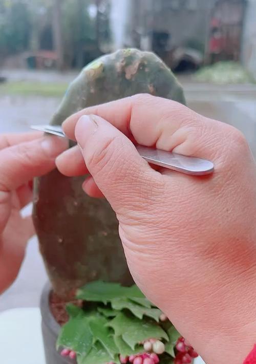 仙人球嫁接仙人掌的步骤和技巧是什么？
