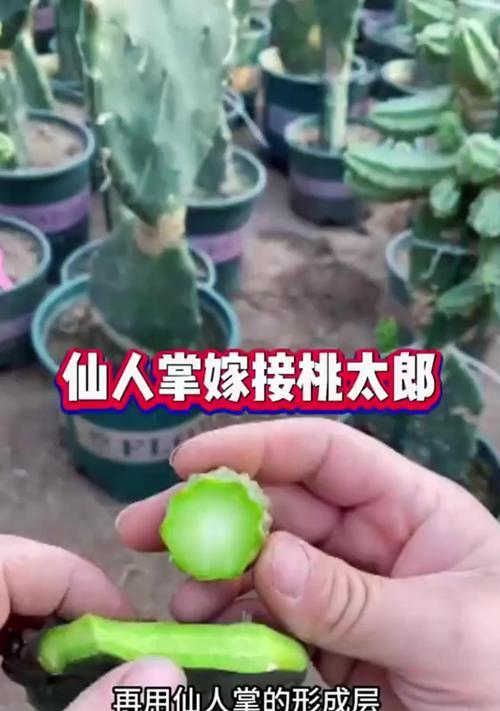 仙人球嫁接仙人掌的步骤和技巧是什么？