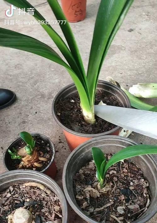 抹头君子兰发芽需要多长时间？怎样促进发芽？