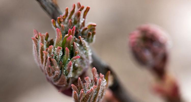 牡丹花春天平茬怎么养？如何正确进行牡丹花的平茬？