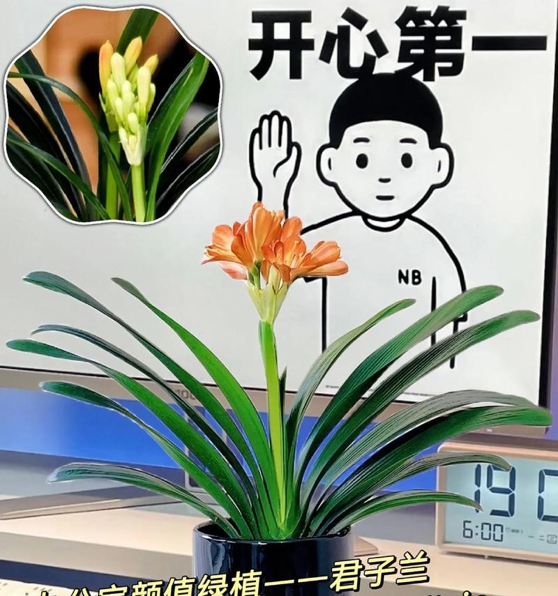 君子兰放盆中怎么养护？有哪些技巧？