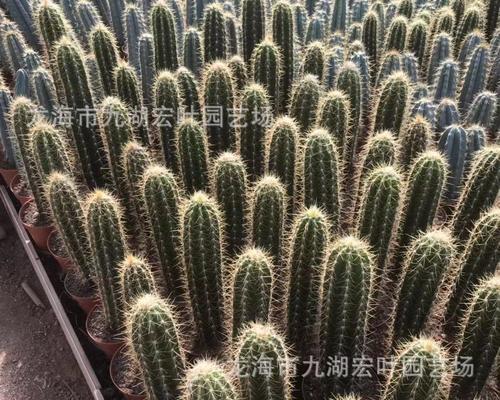 量天尺仙人掌的施肥方法是什么？