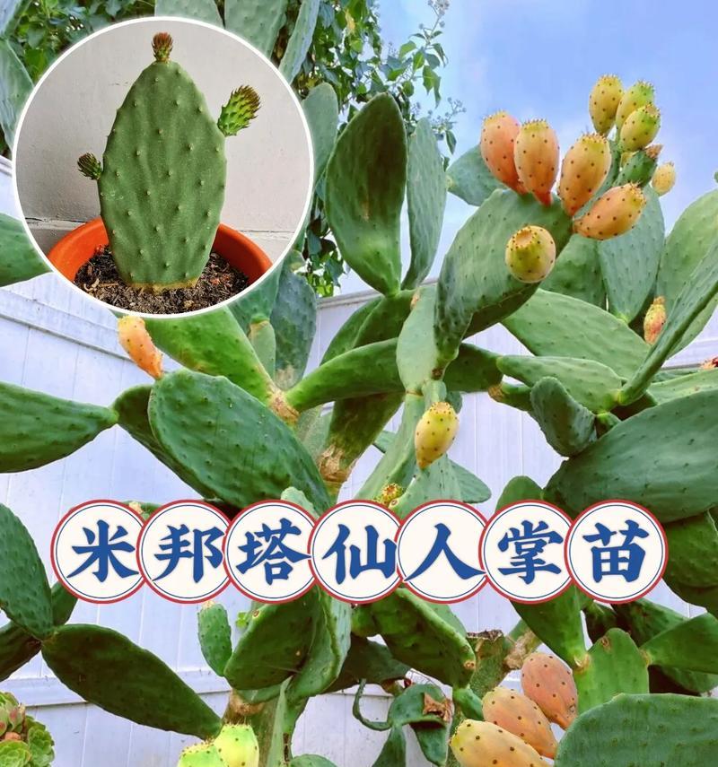 圆形仙人掌的种植方法是什么？有哪些注意事项？