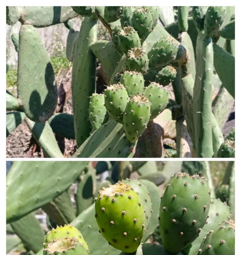 圆形仙人掌的种植方法是什么？有哪些注意事项？
