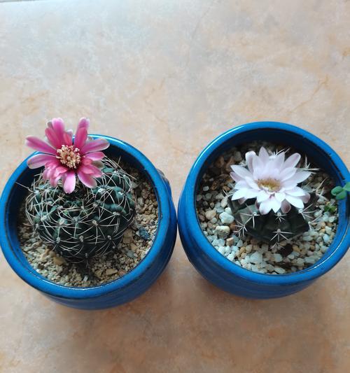 圆形仙人掌的种植方法是什么？有哪些注意事项？