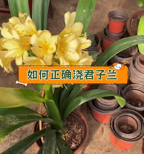 如何养护君子兰山水盆景以保持美观？