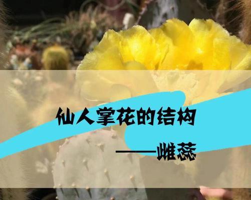 仙人掌接种子怎么种植？仙人掌种子繁殖的正确步骤是什么？