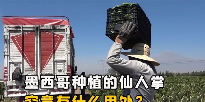 仙人掌接种子怎么种植？仙人掌种子繁殖的正确步骤是什么？