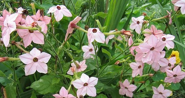 牡丹花春天平茬的正确方法是什么？种植后如何管理？