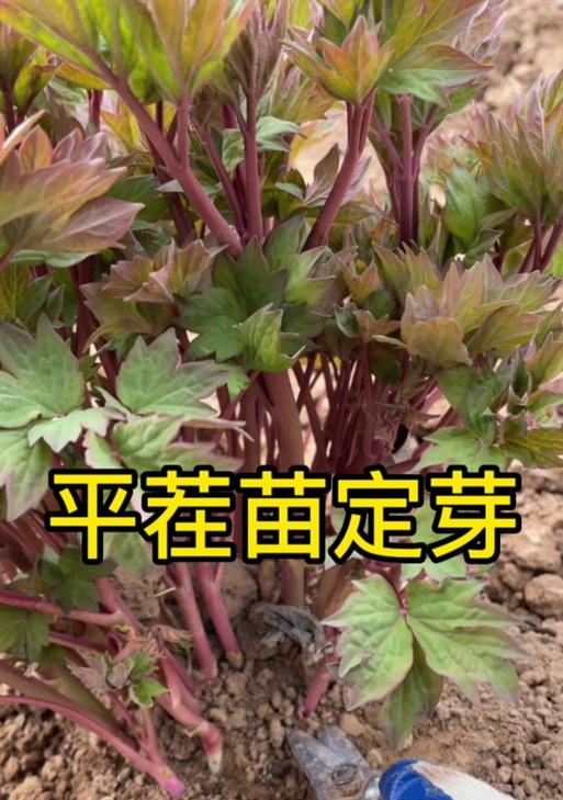 牡丹花春天平茬的正确方法是什么？种植后如何管理？