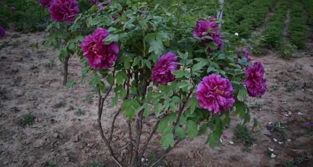 牡丹花春天平茬的正确方法是什么？种植后如何管理？