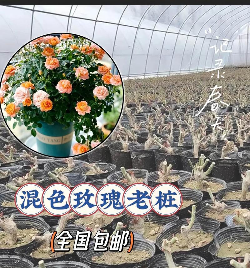 火焰玫瑰花老桩的养护要点是什么？