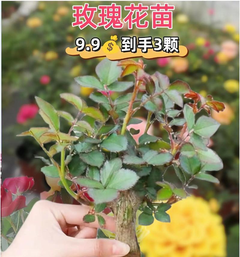 火焰玫瑰花老桩的养护要点是什么？