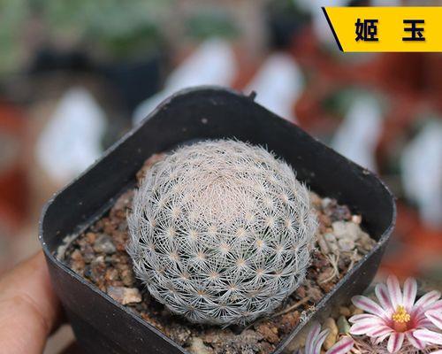 汝瓷盆栽仙人球如何保持美观？有哪些技巧？