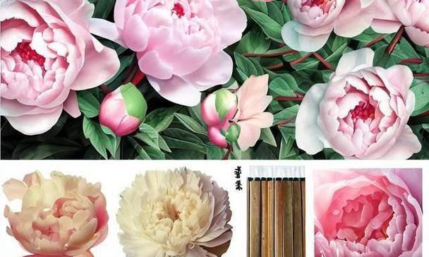 牡丹花的种植与管理方法是什么？