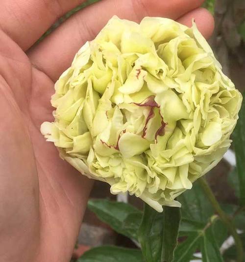 牡丹花的种植与管理方法是什么？