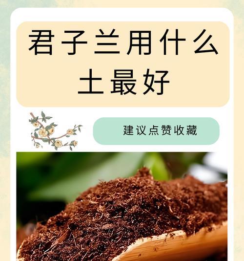 君子兰不长叶子时应该怎么办？有哪些可能的原因和解决方法？