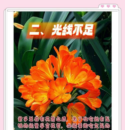君子兰不长叶子时应该怎么办？有哪些可能的原因和解决方法？