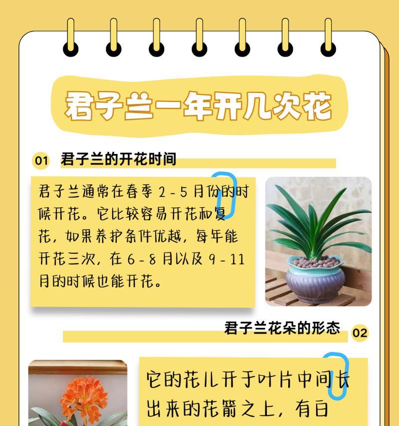 常青树和君子兰有何不同？它们的区别在哪里？