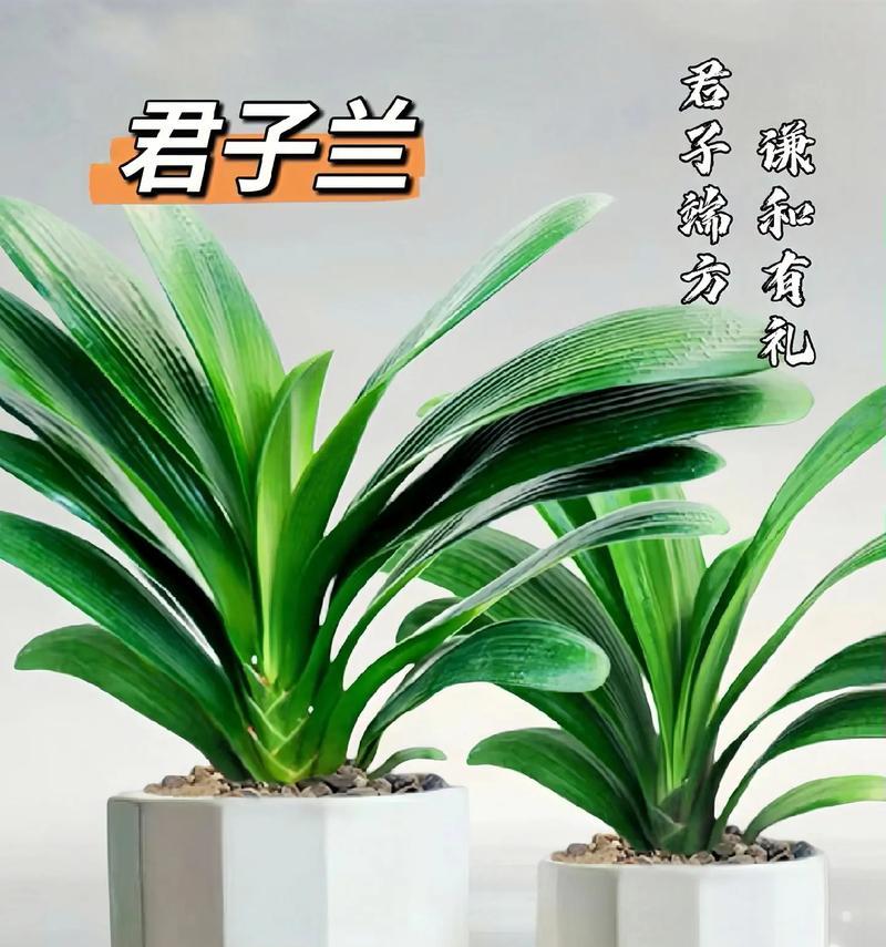 常青树和君子兰有何不同？它们的区别在哪里？