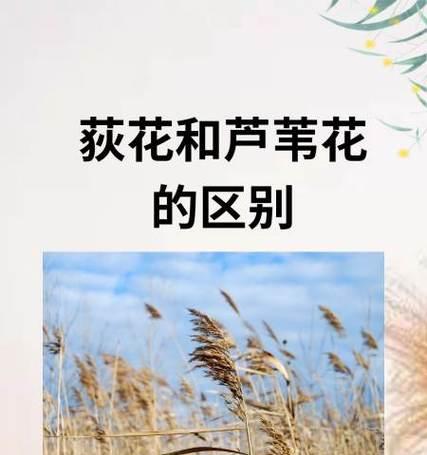芦苇种植玫瑰花的方法是什么？芦苇对玫瑰花生长有何影响？