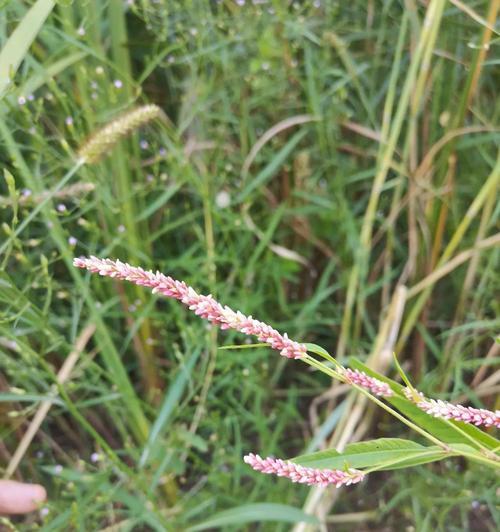 芦苇种植玫瑰花的方法是什么？芦苇对玫瑰花生长有何影响？