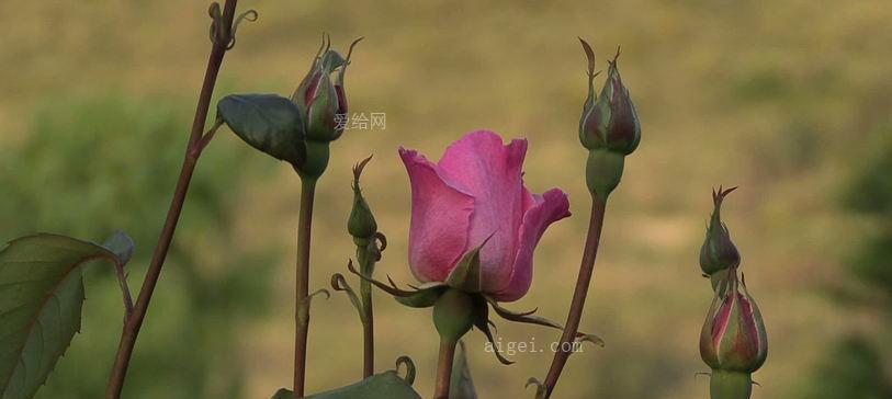 玫瑰花种植亮泽秘诀？怎样保持花朵鲜艳？