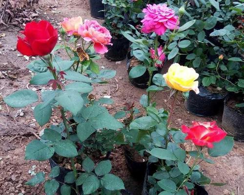 玫瑰花种植亮泽秘诀？怎样保持花朵鲜艳？