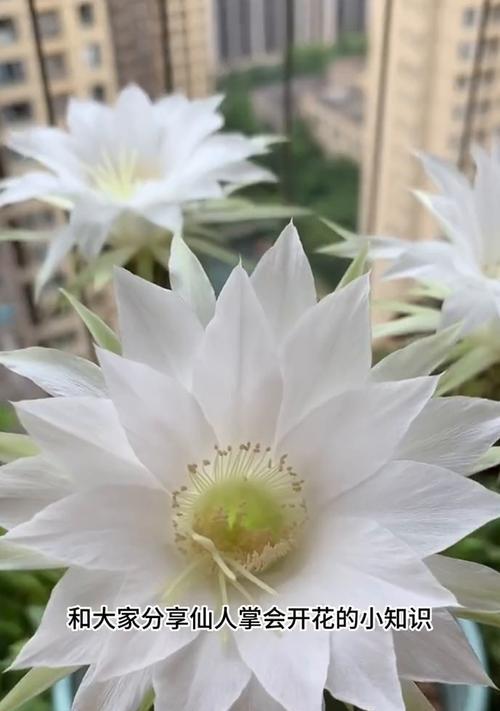 仙人掌开花脱落应该怎么办？
