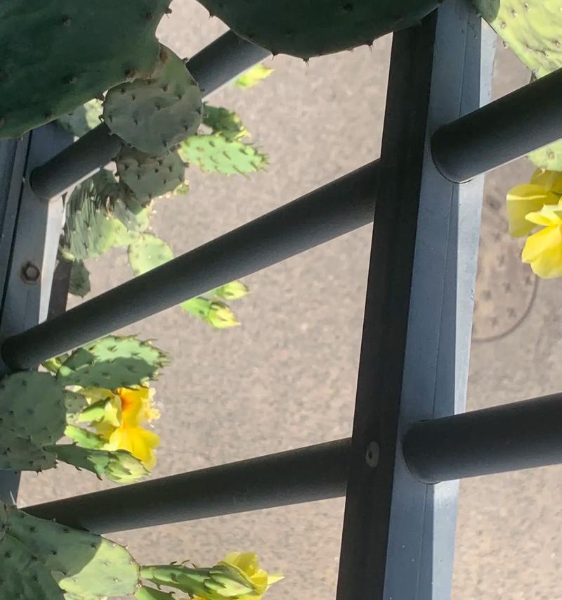 仙人掌开花脱落应该怎么办？