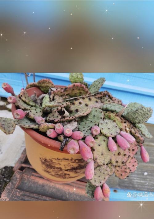 摩洛哥宝塔黄果仙人掌种植方法是什么？如何确保成功？