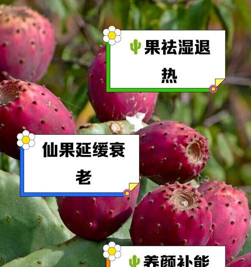 摩洛哥宝塔黄果仙人掌种植方法是什么？如何确保成功？