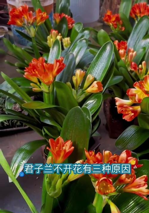 君子兰夏天开花的原因是什么？这是否常见？