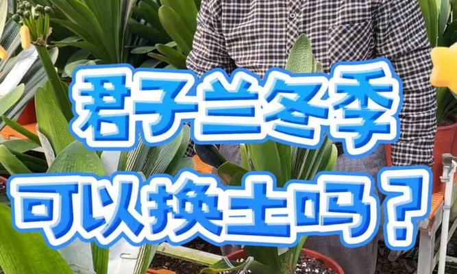 南方换土后君子兰如何养护管理？有哪些注意事项？