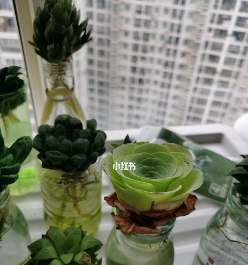 水培玫瑰花斜根的原因及好处是什么？
