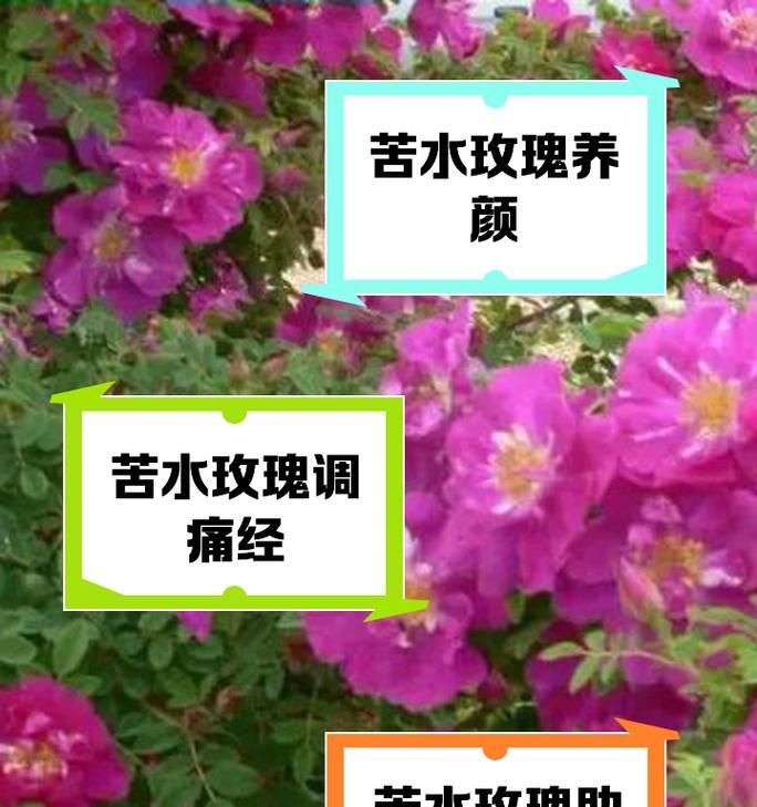 水培玫瑰花斜根的原因及好处是什么？