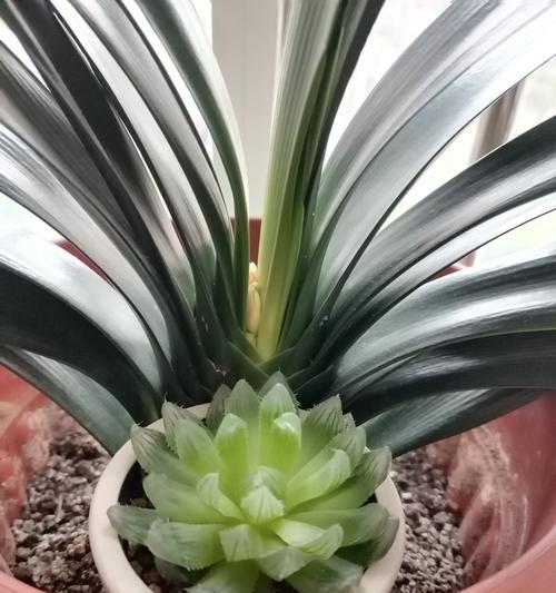君子兰开花夹箭了怎么办？