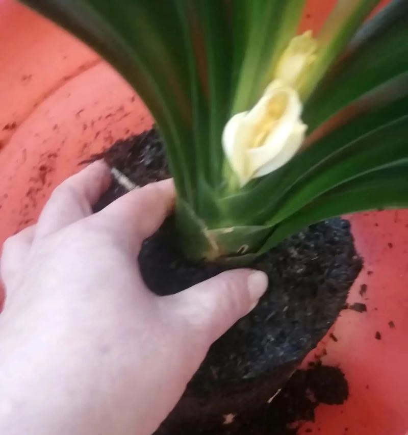 君子兰开花夹箭了怎么办？