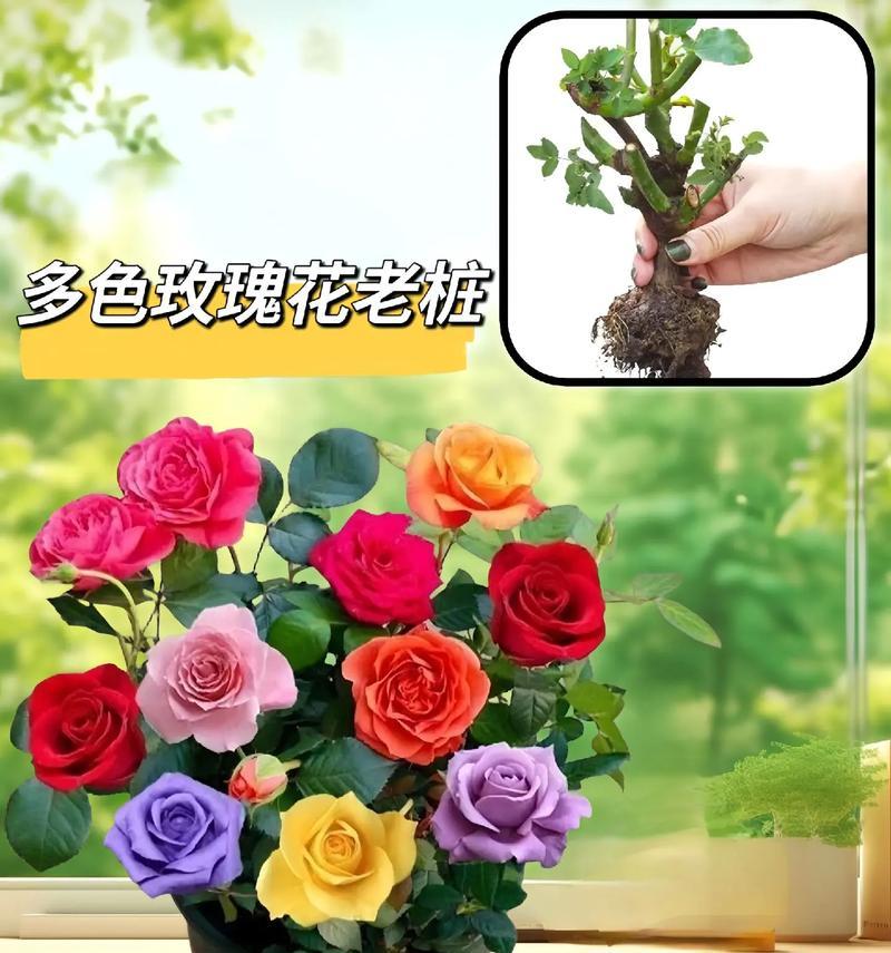 观花高贵玫瑰花苗怎么养？高贵玫瑰花苗的养护技巧是什么？