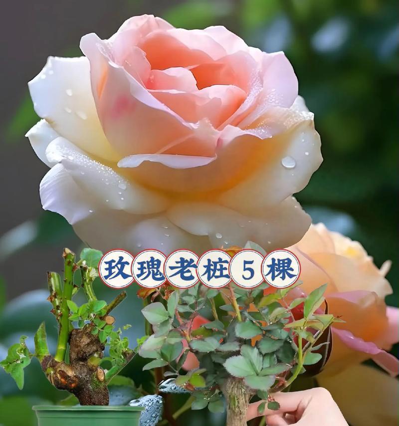 观花高贵玫瑰花苗怎么养？高贵玫瑰花苗的养护技巧是什么？