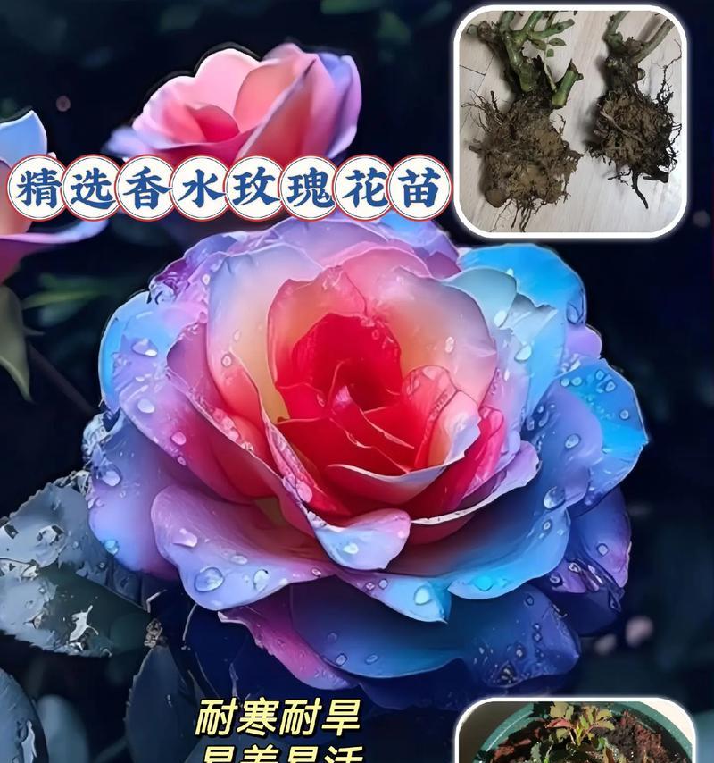 观花高贵玫瑰花苗怎么养？高贵玫瑰花苗的养护技巧是什么？