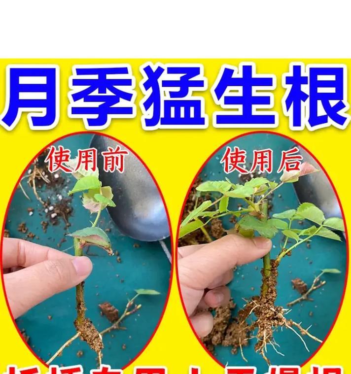 扦插玫瑰花的方法是什么？成功扦插的关键步骤有哪些？