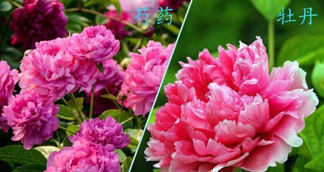 牡丹花与芍药花有哪些不同之处？