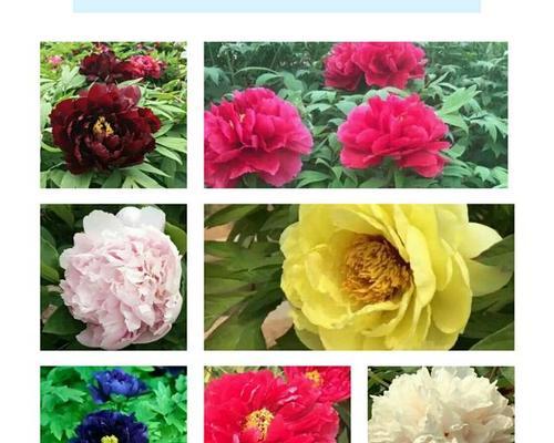 牡丹花与芍药花有哪些不同之处？