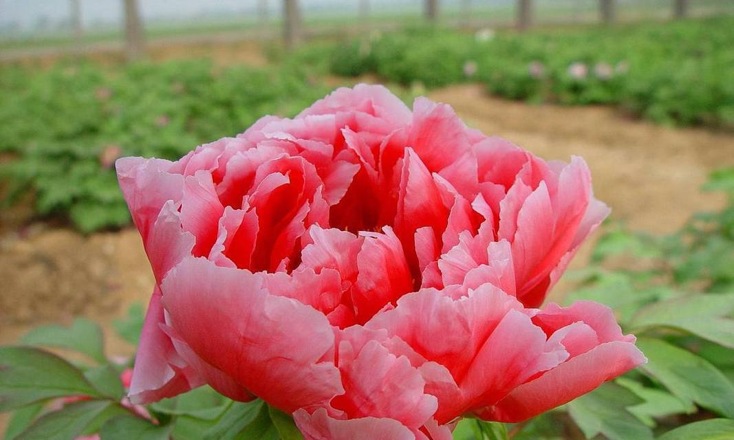 牡丹花秋季施肥的最佳方法是什么？