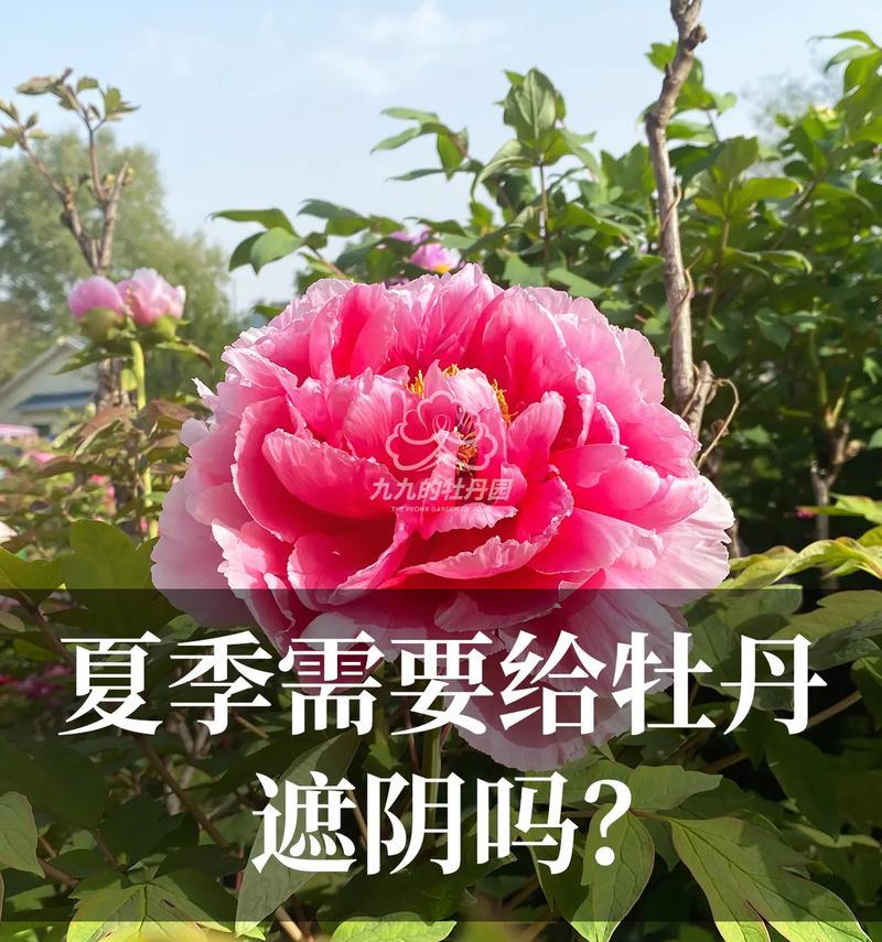 牡丹花秋季施肥的最佳方法是什么？