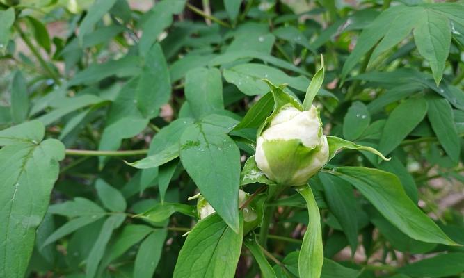 牡丹花秋季施肥的最佳方法是什么？